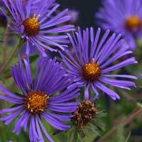 New England Aster