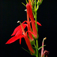 Cardinal Flower