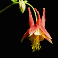 Wild Columbine