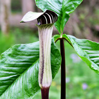 Jack-in-the-Pulpit