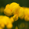 Bird's Foot  Trefoil