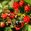 Blackberries