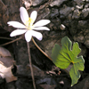 bloodroot