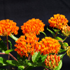 Butterfly Weed