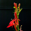 Cardinal Flower