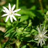 Star Chickweed