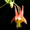 Wild Columbine