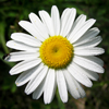 Ox-eye Daisy