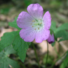 Wild Geranium
