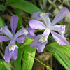 Dwarf Crested Iris
