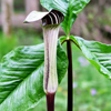 Jack-in-the-Pulpit
