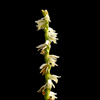 Ladies Tresses