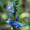Great Lobelia