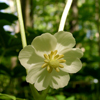 Mayapple