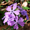 Phlox