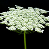 Queen Anne's Lace