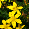 St. John's Wort