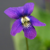 Common Blue Violet