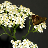 Yarrow