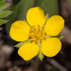 Common Cinquefoil