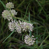 Whorled Milkweed