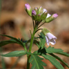 Cut-leaf Toothwort