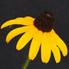 Black-eyed Susan