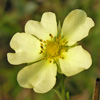 Rough-fruited Cinquefoil
