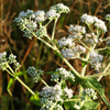 Boneset