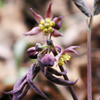 Blue Cohosh