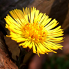 Coltsfoot