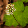Foamflower
