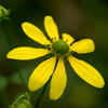 Green-headed Coneflower