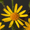 Golden Ragwort