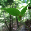 Indian Cucumber-root