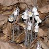 Indian Pipe