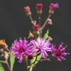 Tall Ironweed
