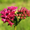 Purple Milkweed