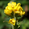Common Mullein