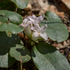 Trailing Arbutus