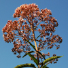 Common Joe-Pye Weed