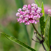 Swamp Milkweed