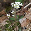 Early Saxifrage