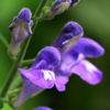 Showy Skullcap