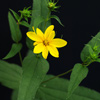 Woodland Sunflower
