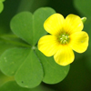 Yellow Wood-sorrel