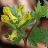 Yellow Corydalis