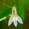 Pale-spiked Lobelia