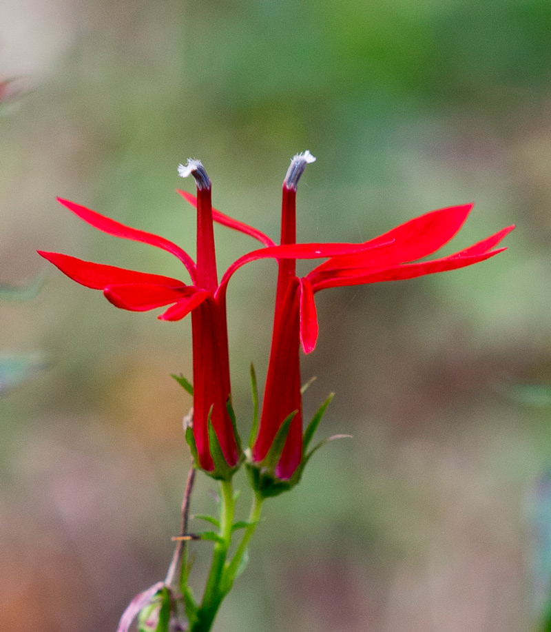 Cardinal Flower
