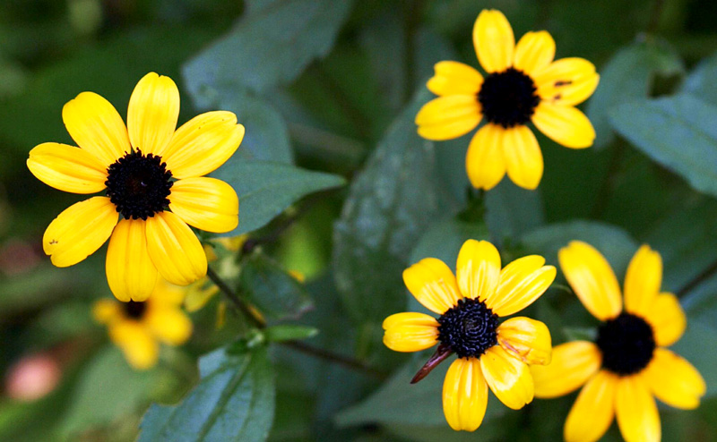 Thin-leaved Coneflower